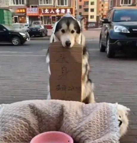 娱乐吃瓜酱小狗被卖,背后的故事与反思